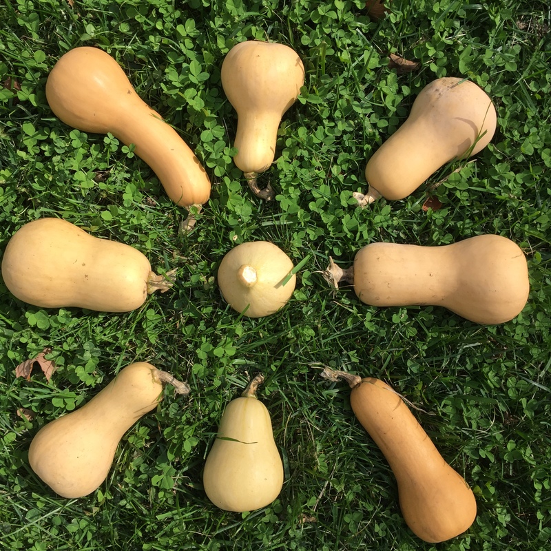 BONUS CROP OF BUTTERNUT SQUASH BY DOROTHY P. GREET